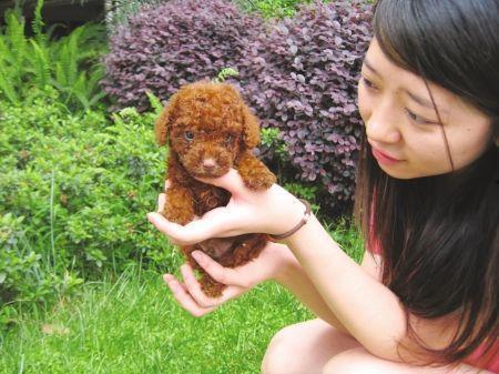 吃瓜狗子掉下楼,宠物安全意识需加强  第1张